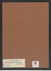 Asterolampra grevillei (Wall.) Grev. (de-Toni-Nr.: Genus 235, Species 5666) Zeichnungen Sammlung Grunow Mappe 05225 (Herbarium_W_Grunow_drawings_Folder_05225)